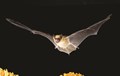 BigBrownBat-©JoeMcDonald-2_cmyk