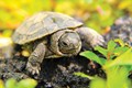BlandingsTurtle-RGB-Cropped