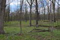 Restored forest floor, covered in lush green vegetation.