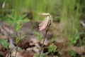 Small white oak sapling growing in a restored area.