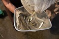 Conservation ecologist hands holding a fishing net with 6 small fingerling fish.