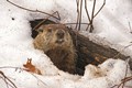 Groundhog-iStock-2