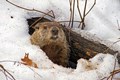Groundhog-iStock-2