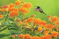 Hummingbird-©AndyRaupp-1-RGB-cropped
