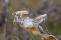 Milkweed-ROSA-Fall2025-©JustineNeslund_(2)