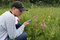 Staff member in a field taking notes and photos of plants while plant monitoring.