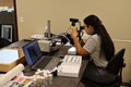 Staff member looking into microscope studying bugs.