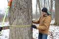Staff member measuring the girth of a tree with a tape measure.
