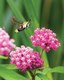 SnowberryClearwingMoth-Cropped-©AndyRaupp