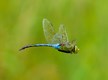 _TWE23503-Green_darner_in_flight