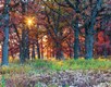 Fireball sunset showing through heavily treed forest.