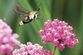 Snowberry Clearwing Moth