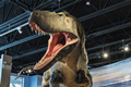 Life size dinosaur replica  in museum.