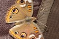 Common buckeye butterfly with wings spread.