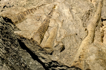 Geology Throughout Time