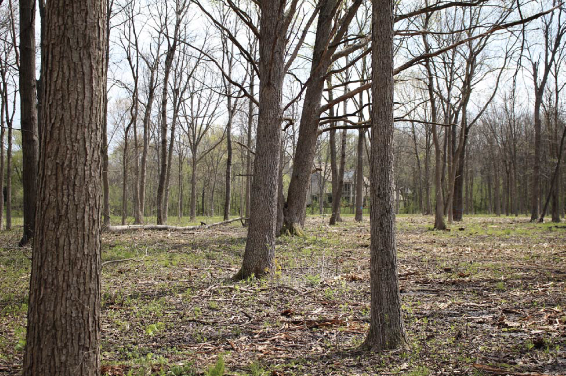 LCFPD-BUCKTHORN-After-2