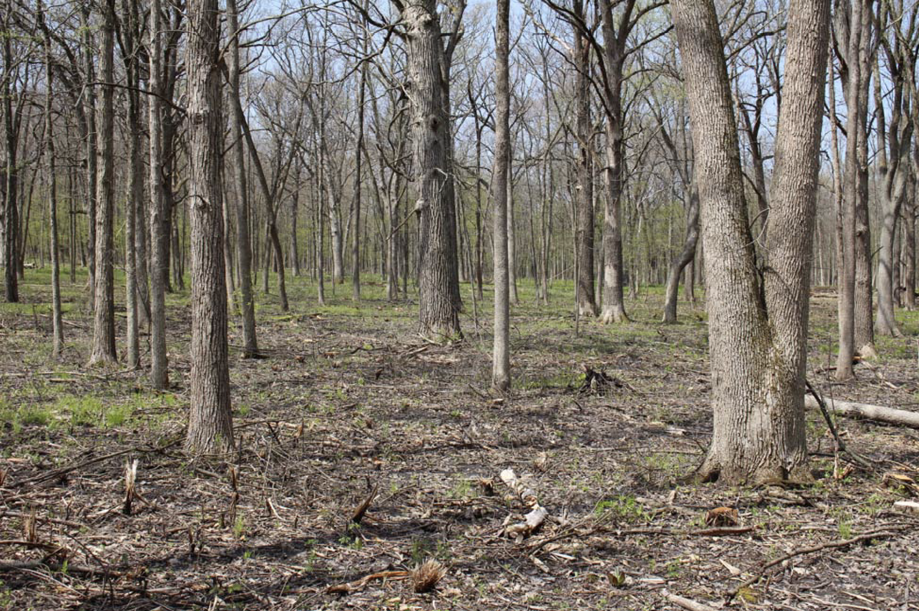 LCFPD-BUCKTHORN-After-3