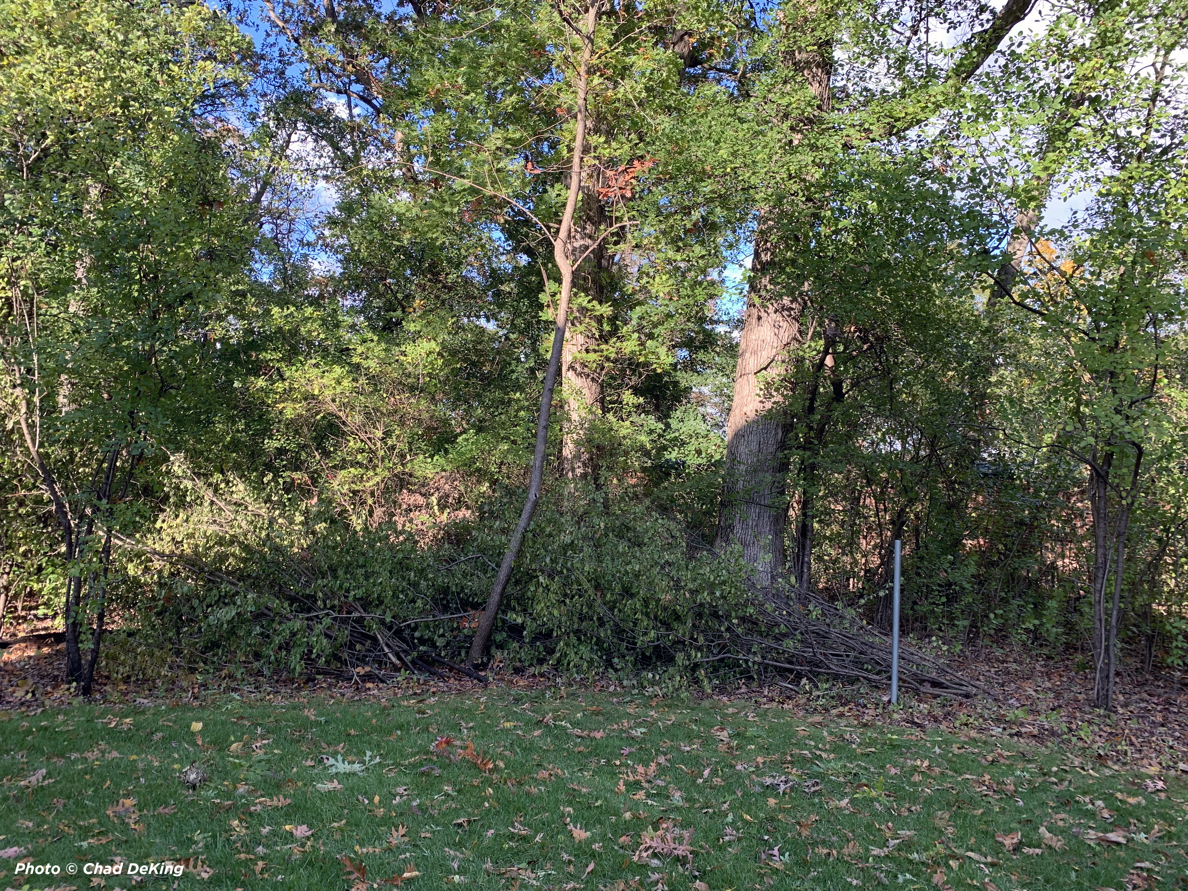 LCFPD-BUCKTHORN-Before-1