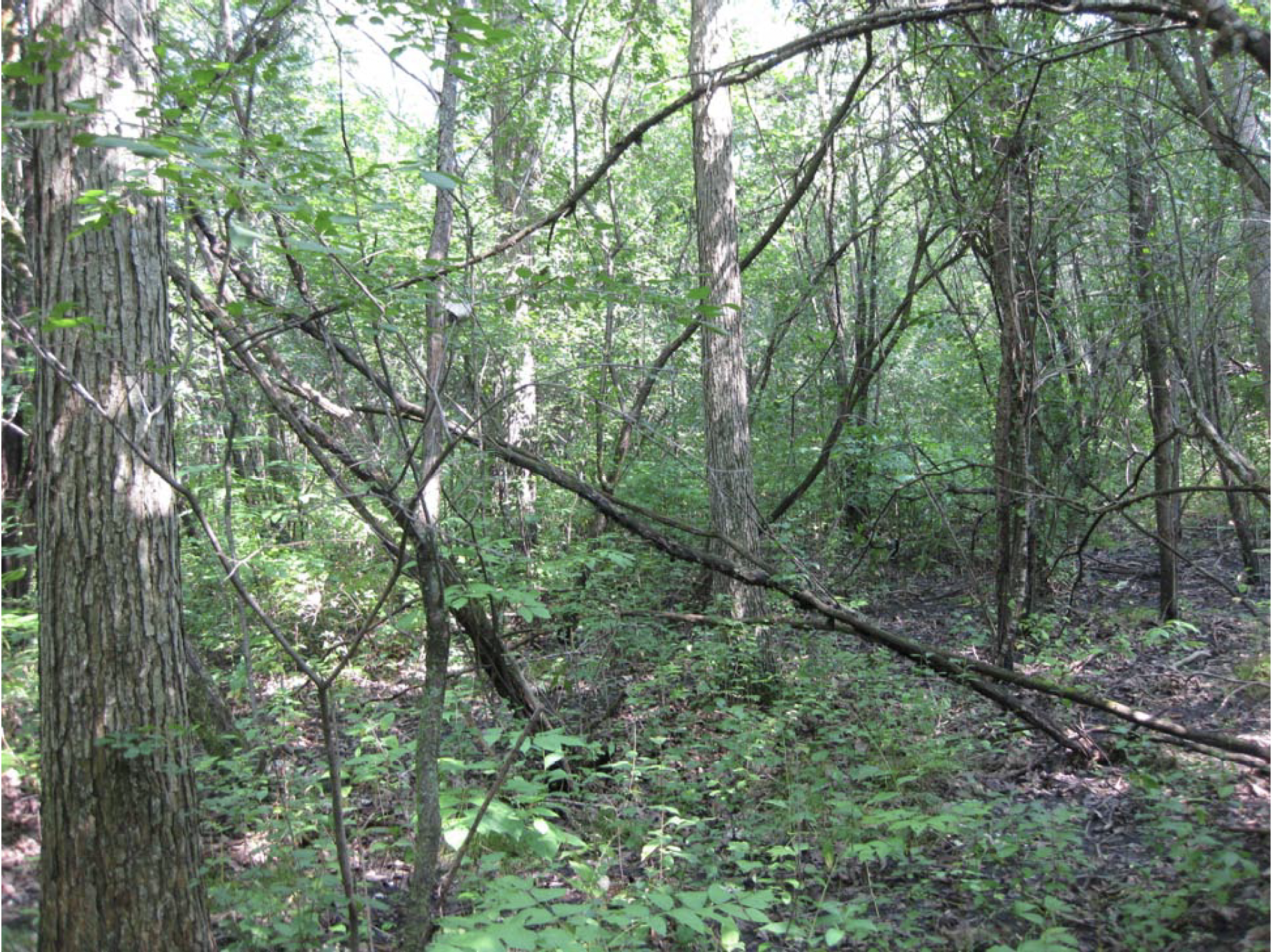 LCFPD-BUCKTHORN-Before-2