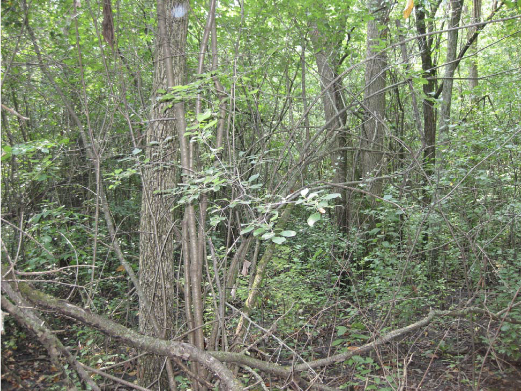 LCFPD-BUCKTHORN-Before-3