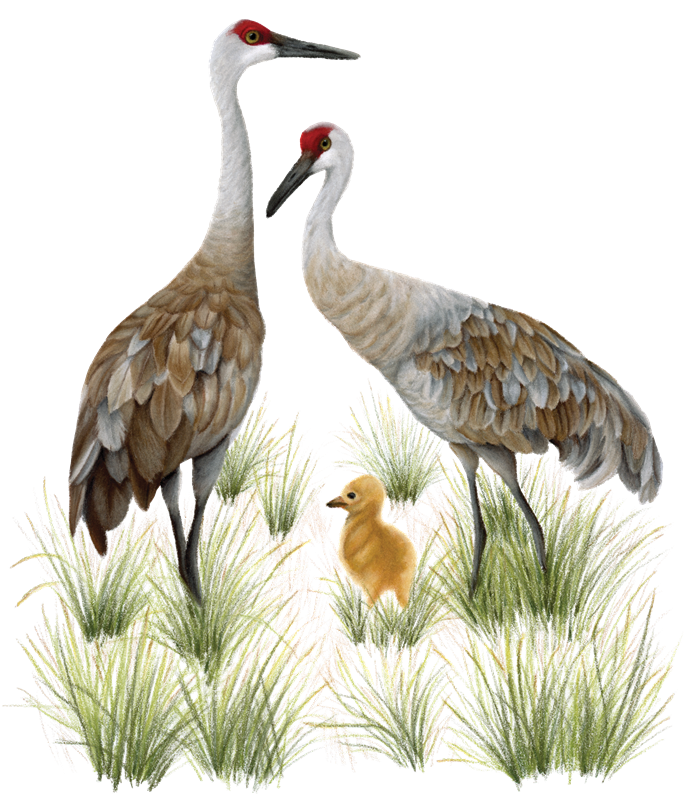10_Crane