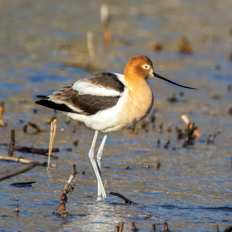 11_Avocets___Stilts