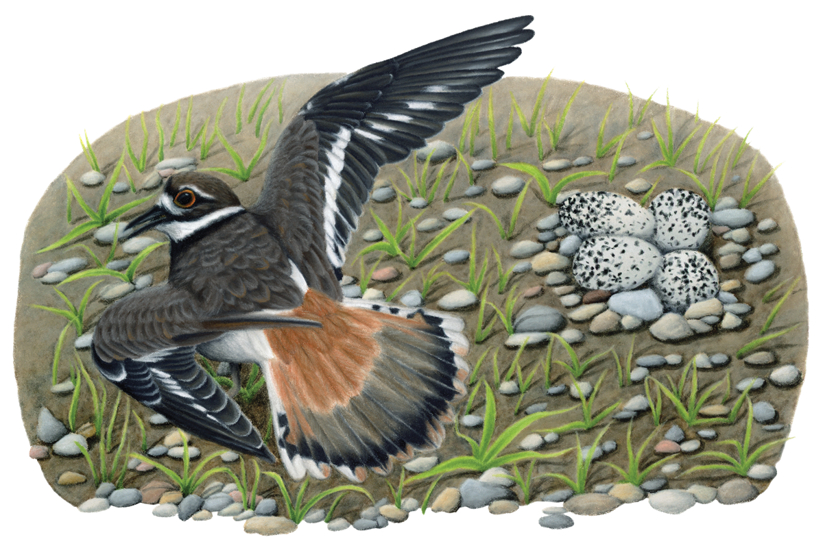 12_Plovers