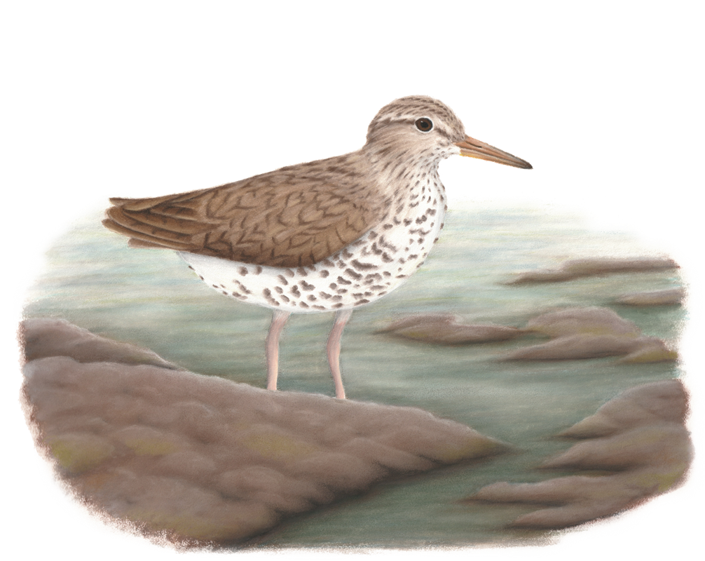 13_Godwits,_Turnstones,_Sandpipers,_Dowitchers,_Snipes,_Woodcocks___Phalaropes