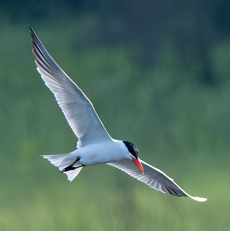 14_Gulls___Terns