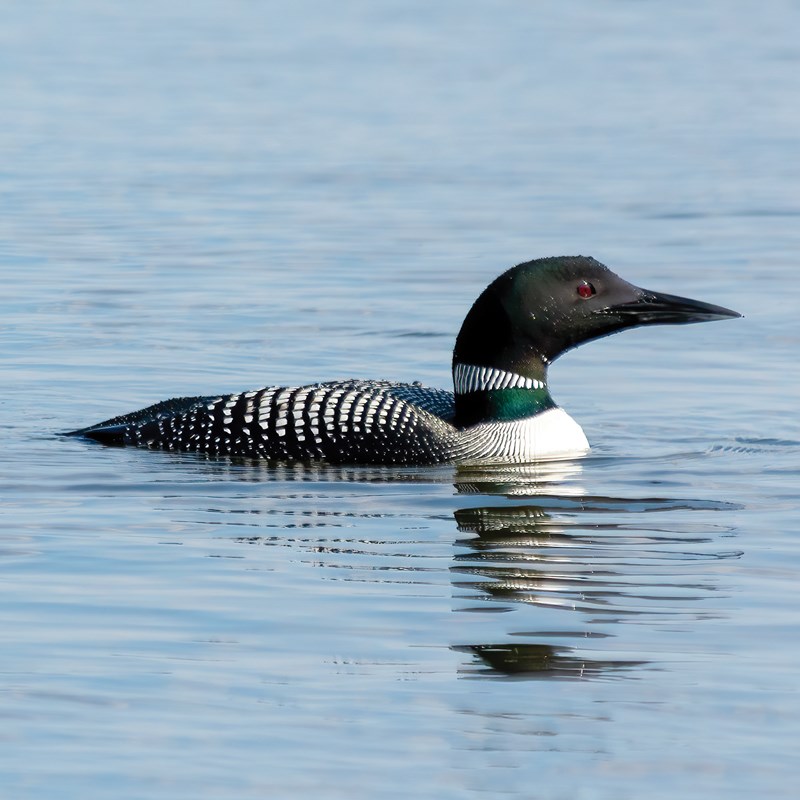 15_Loons