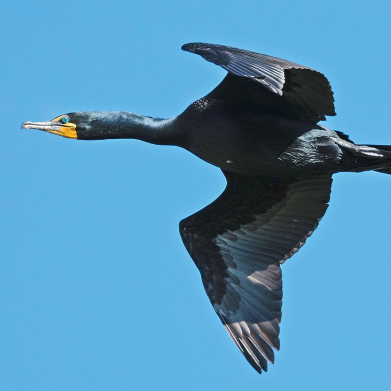 16_Cormorant