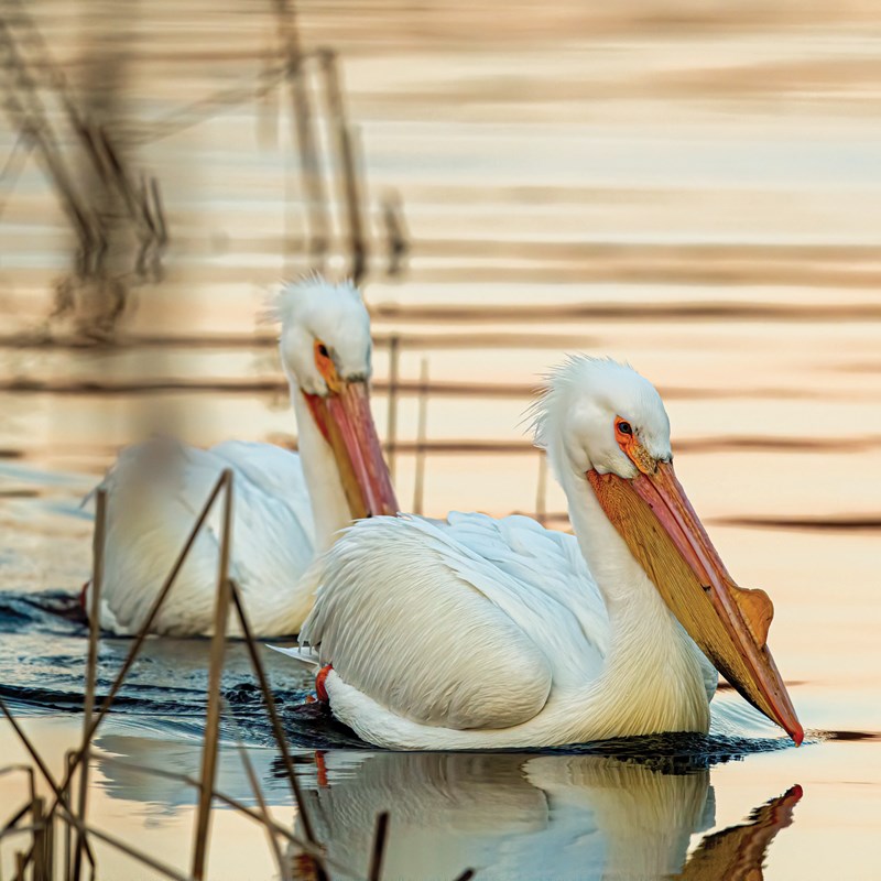 17_Pelican