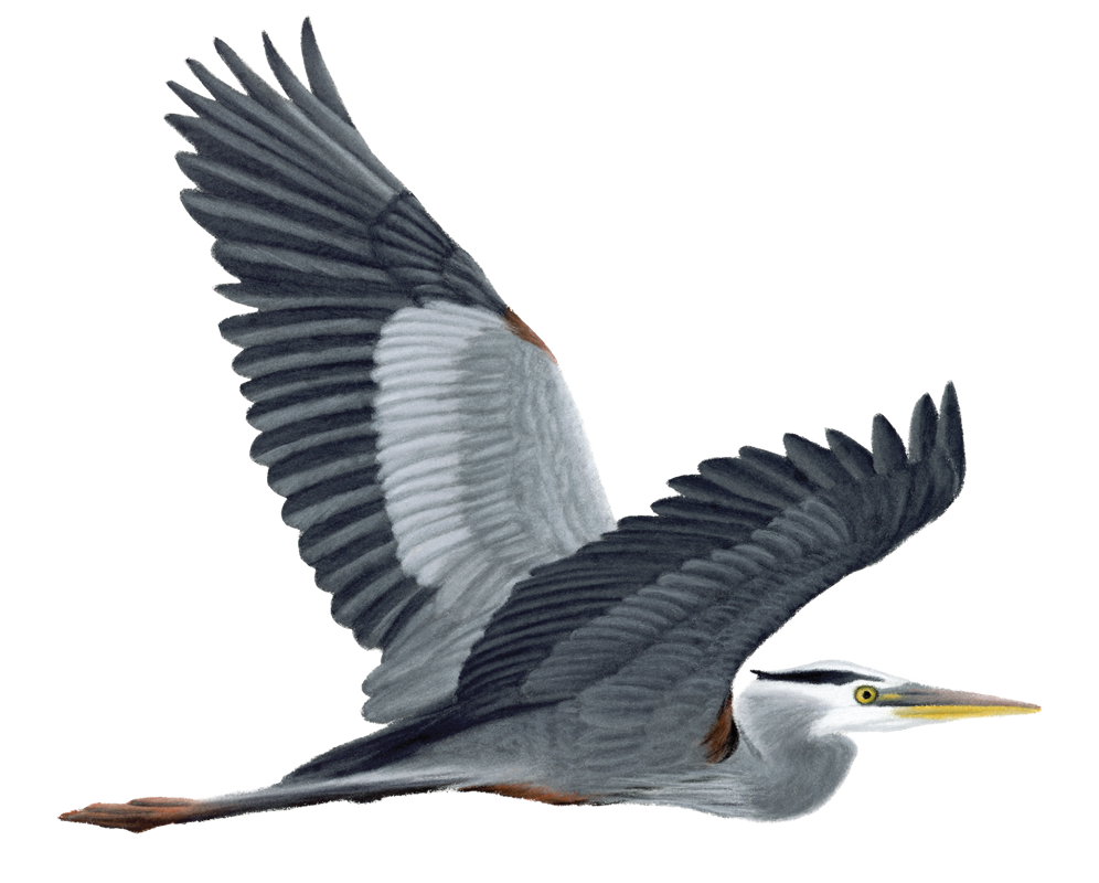 18_Bitterns,_Egrets___Herons