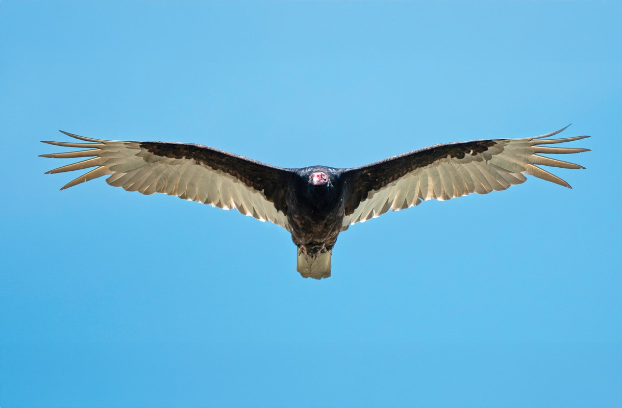 19_Vulture
