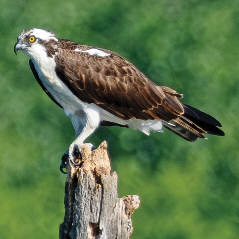 20_Osprey