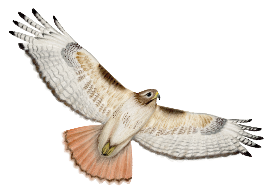 21_Eagles,_Hawks___Harriers