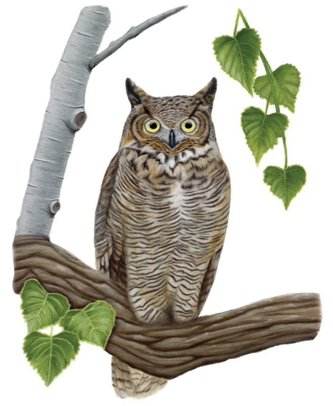 22_Owls