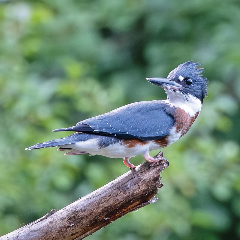 23_Kingfisher
