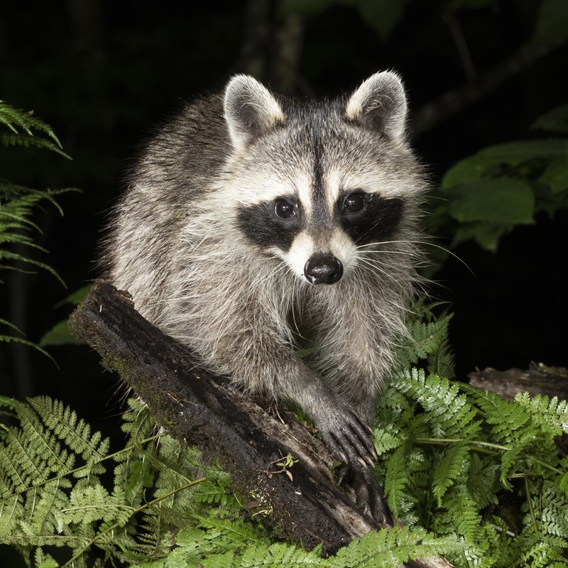 Raccoon at night. Image credit Joe McDonald / McDonald Wildlife Photography.