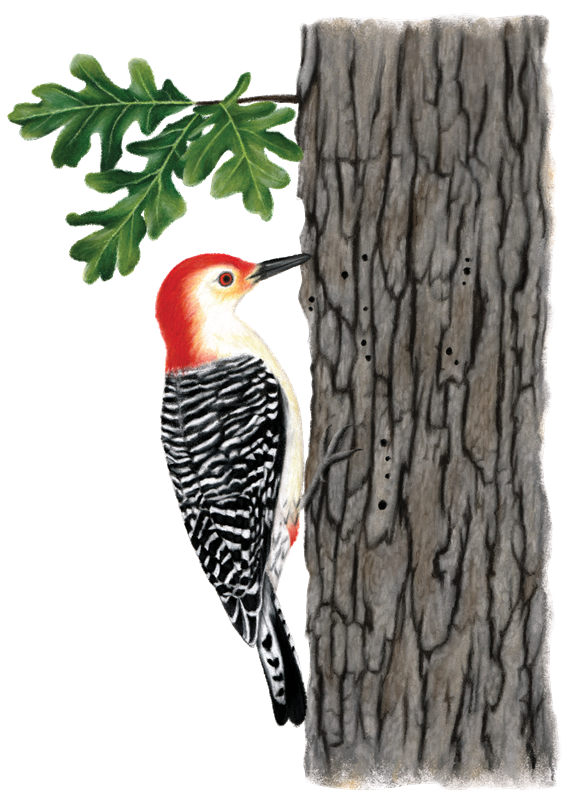 24_Woodpeckers