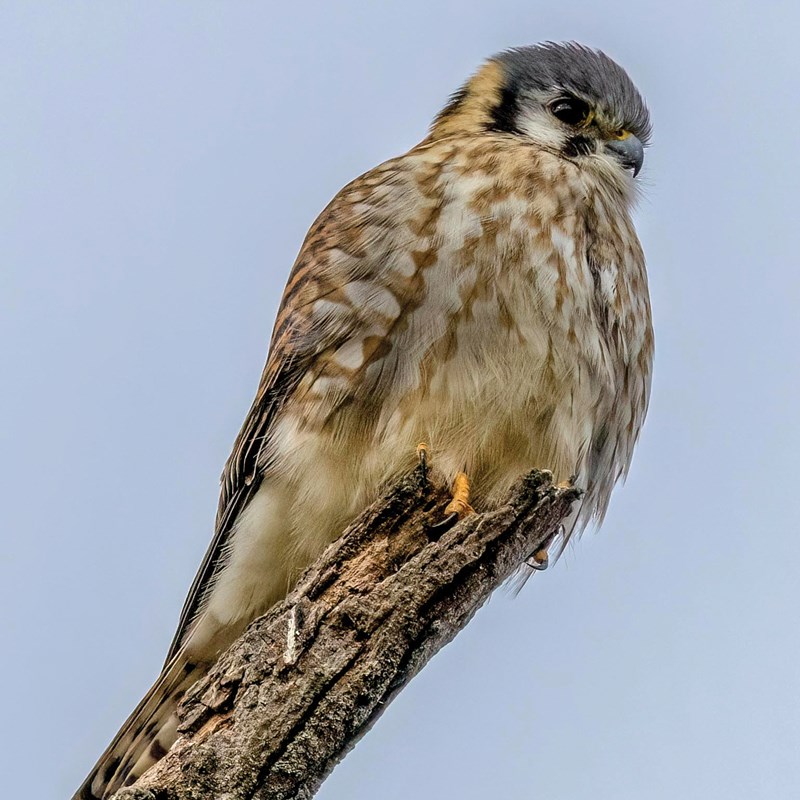 25_Falcons