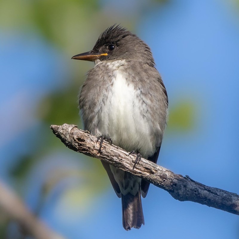 26_Flycatchers