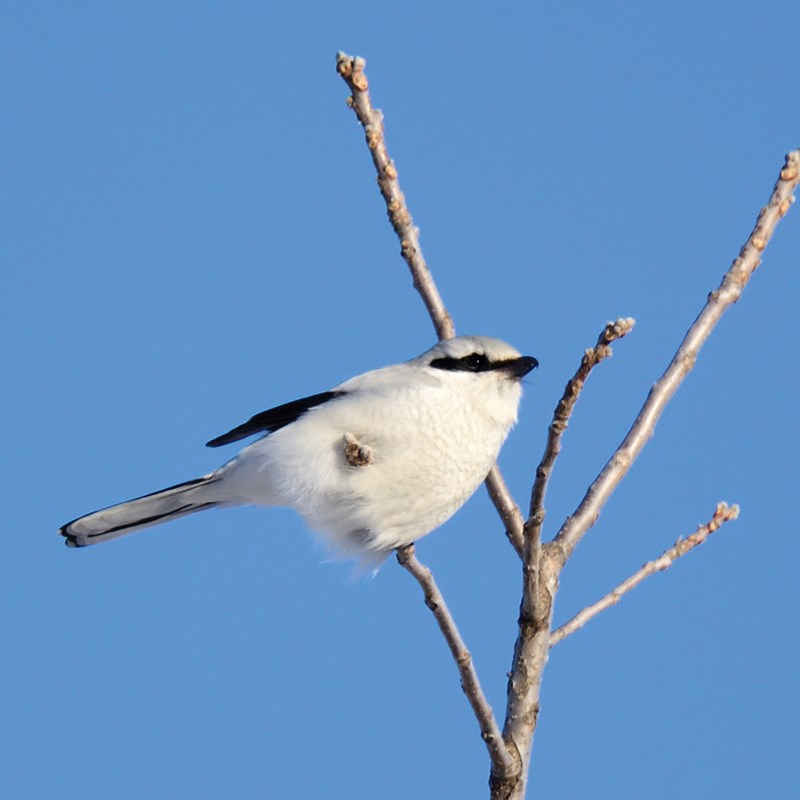 27_Shrikes