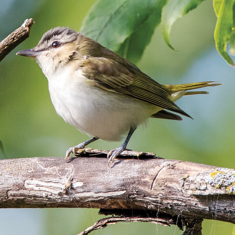 28_Vireos