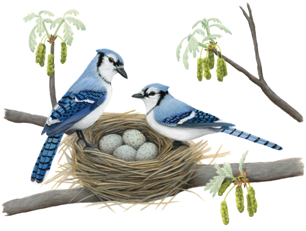 29_Jays___Crows