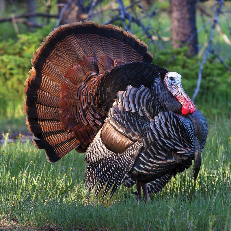 2_Pheasants,_Turkeys___Quails