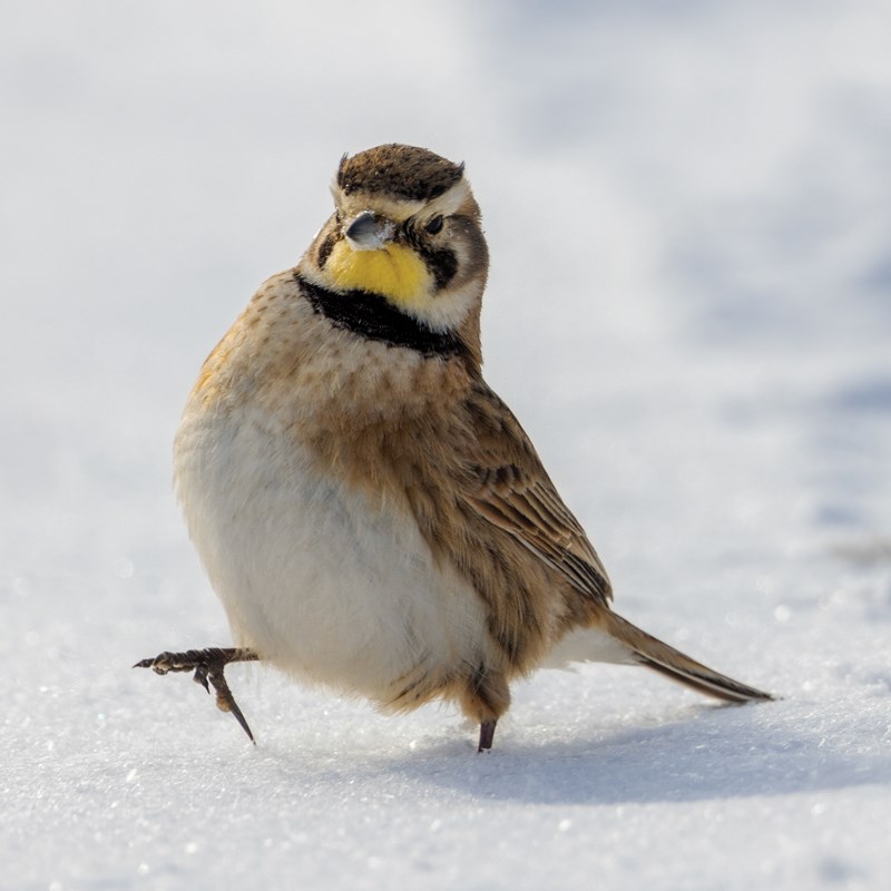 30_Lark