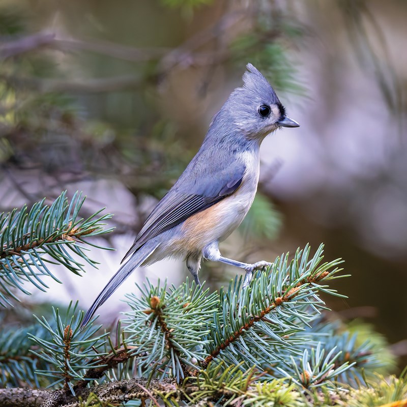 32_Chickadees___Titmice