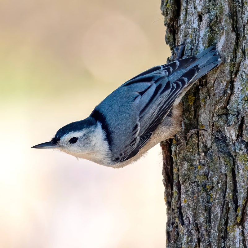 33_Nuthatches