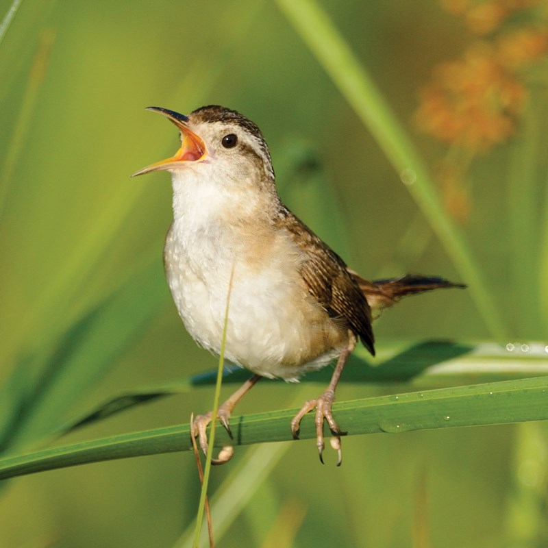 35_Wrens